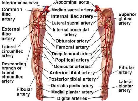 Arteries Of The Pelvis And The Lower Extremity Human Anatomy