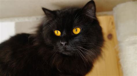 10 Amazing Rare Cat Breeds That Will Steal Your Heart