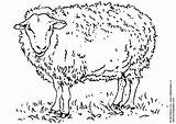 Coloring Sheep Baa Library Clipart sketch template