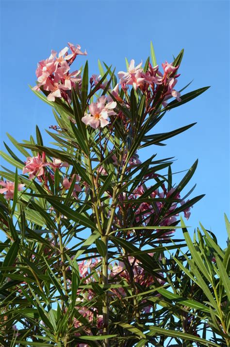 oleander botanikus