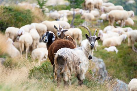 goats  sheep  hoshana rabbah bloghoshana rabbah blog