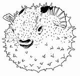 Puffer Porcupine Fc06 Pufferfish sketch template