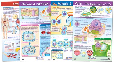 cell structure processes poster set set   walmartcom