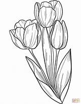 Coloring Tulips Pages Bouquet Drawing Printable sketch template