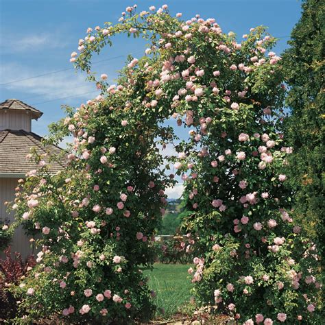 beautiful easy  grow climbing roses   garden hgtv