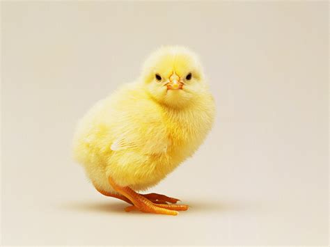 How Egg Farms Will Stop Killing Millions Of Male Chicks Wired