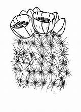 Cactus Coloring Flower Blooming Pages Saguaro Template Blossom Color sketch template