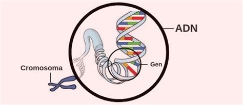 Celula Del Adn Adn Y Reproduccion Celular Cromatina Cromosoma