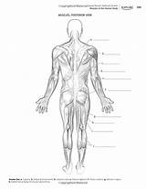 Sistema Muscular Kaplan Nombres Musculos Partes Niños Músculos Huesos Esquema Ciencia Completar Física Atividades Educação Descubre Humana Corpo Anatomia sketch template