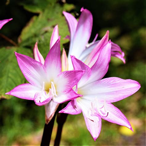 belladonna lily pink hybrid bulbs naked ladies bulbs amaryllis