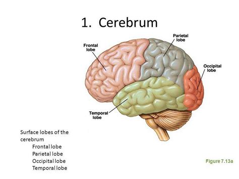 neurokids  cerebrum neurokidz medium
