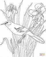 Coloring Pages Flower State Pelican Mockingbird Drawing Printable Tennessee Brown Bird Birds Iris Getdrawings Purplekittyyarns sketch template