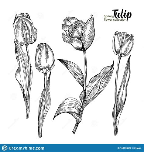 spring flower bouquet  tulips  white background engraving drawing