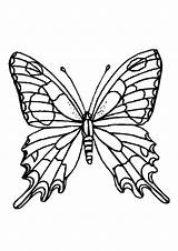 Longwing Schmetterling Swallowtail Letzte Q2 sketch template