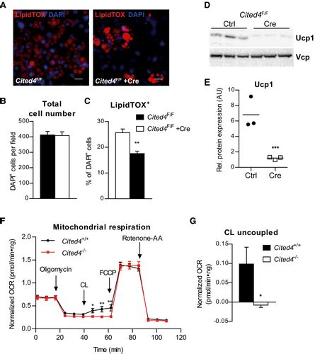 Cited4 Is A Sex‐biased Mediator Of The Antidiabetic Glitazone Response