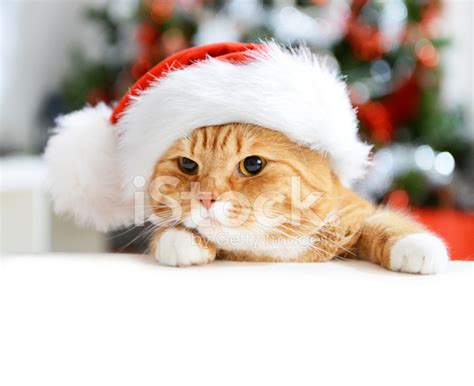 christmas cat stock photo royalty  freeimages