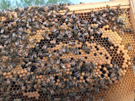 drone cells  feb  beesource beekeeping forums