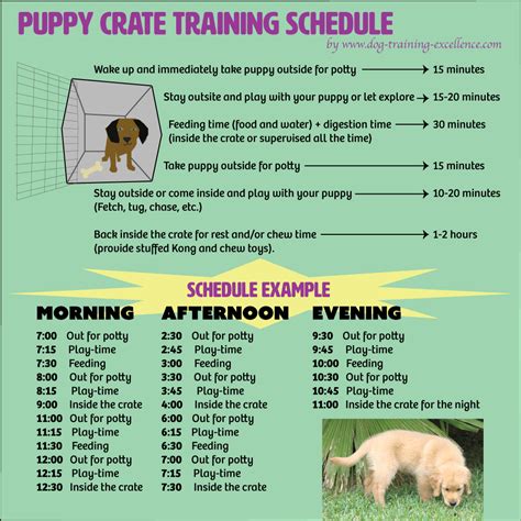 printable puppy crate training schedule printable word searches