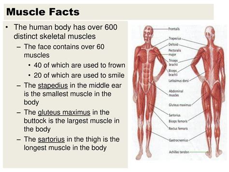 fun facts  muscular system