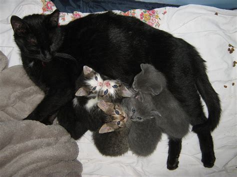 cat nursing kittens photograph by lenka rottova