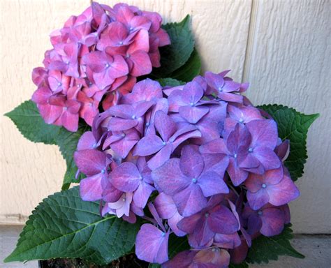 purple hydrangea flowers photo  fanpop