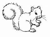 Squirrel Coloring Pages Kids Printable Squirrels Clipart Colouring Color Preschool Sheets Bestcoloringpagesforkids Animal While Fun Use Popular Clipground Simple Singing sketch template