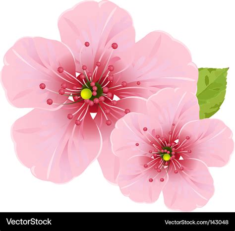 cherry blossom flower hindrikaci