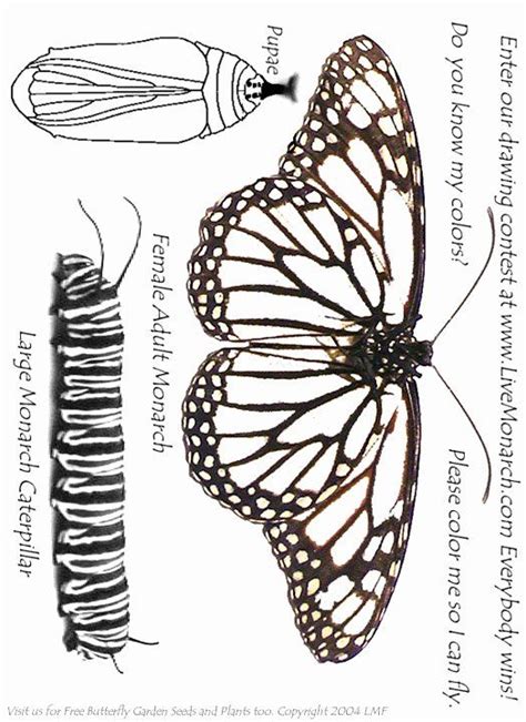coloring pages monarch butterfly life cycle  wallpaper