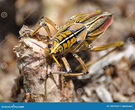 grasshopper chewing   root stock image image  critter macro