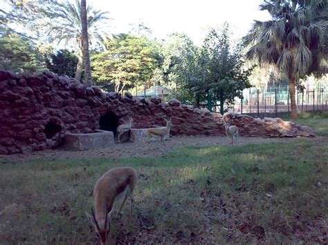 غزال مصري