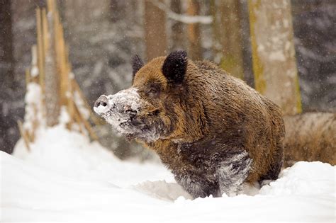 wildschwein im winter naturbild galerie wildschwein sus scrofa
