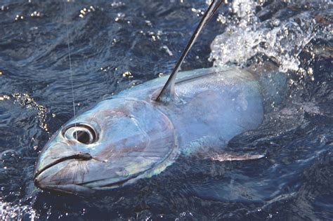 tips   tuna game fish