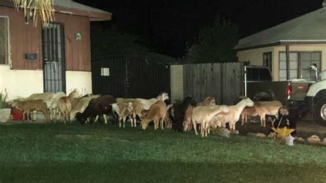 donkey leads sheep goats  midnight stroll  california town