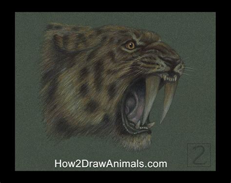 special smilodon saber tooth portrait drawing