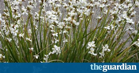 new zealand plants for uk gardens in pictures life and style the guardian
