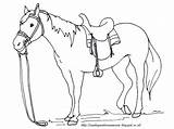 Mewarnai Kuda Mewarna Paud Tk Aneka Horse Haiwan Hitam Putih Binatang Kartun Menggambar Himpunan Zoo Buah Terbesar Hewan Pelajaran Apel sketch template