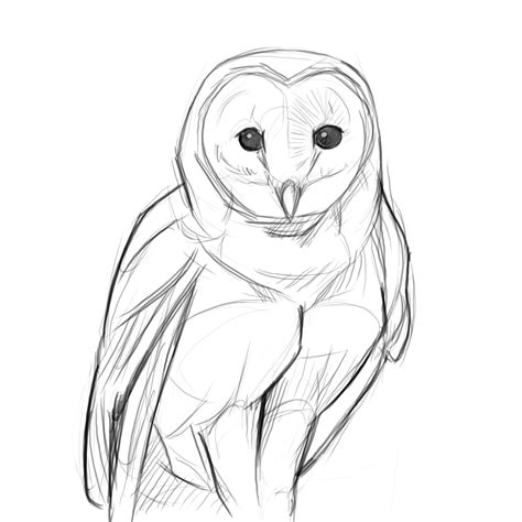 labyrinth barn owl sketch