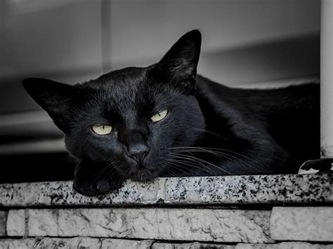 chat noir superstition signification et histoire