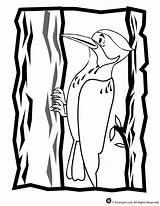 Woodpecker Coloring Pages Kids Animal Activities Craft Choose Board sketch template