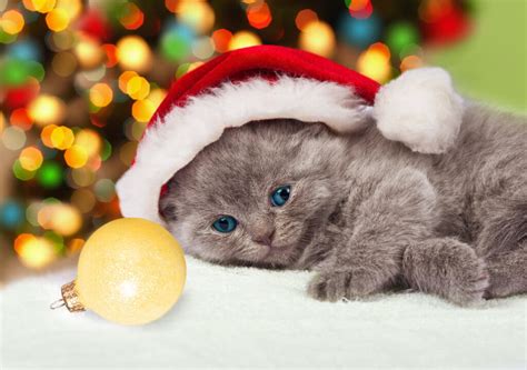 cute christmas animals   competition alamy blog
