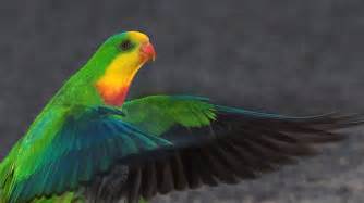 governments  loggerheads  parrot abc local australian broadcasting corporation