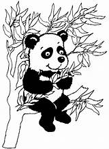 Colorat Arbre Ursi Kleurplaat Pandabeer Planse Animale Urso Kolorowanki Fisa Pandy P01 Imprime Coloriages Desene Plansa Ausmalbild Ursulet Panda1 Kolorowanka sketch template