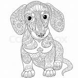 Colouring Dachshund sketch template