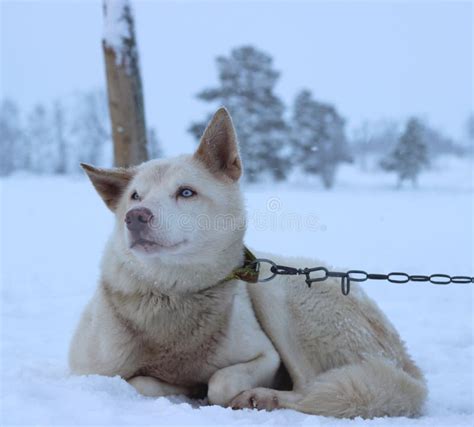 alaskan husky sled dog stock image image  sports alaskan