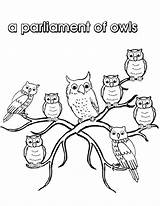 Collective Nouns Nocturnal Owls sketch template