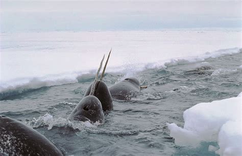 smithsonian insider scientists map pathway  narwhals sensitive