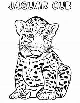 Jaguar Coloring Pages Cheetah Cub Car Drawing Animal Printable Simple Baby Color Getcolorings Getdrawings Kids sketch template