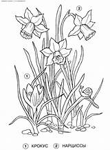 Narciso Pesquisa Bordar Molde Daffodils Amapola Desenhar Riscos Trout sketch template