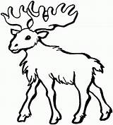 Moose Alce Alces Sheknows Elch Atividades Színez Divertir Confiram Clipartmag Cikk sketch template