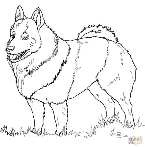 husky coloring pages  getcoloringscom  printable colorings